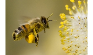 Arılar Ölüyor Herkes Seyrediyor